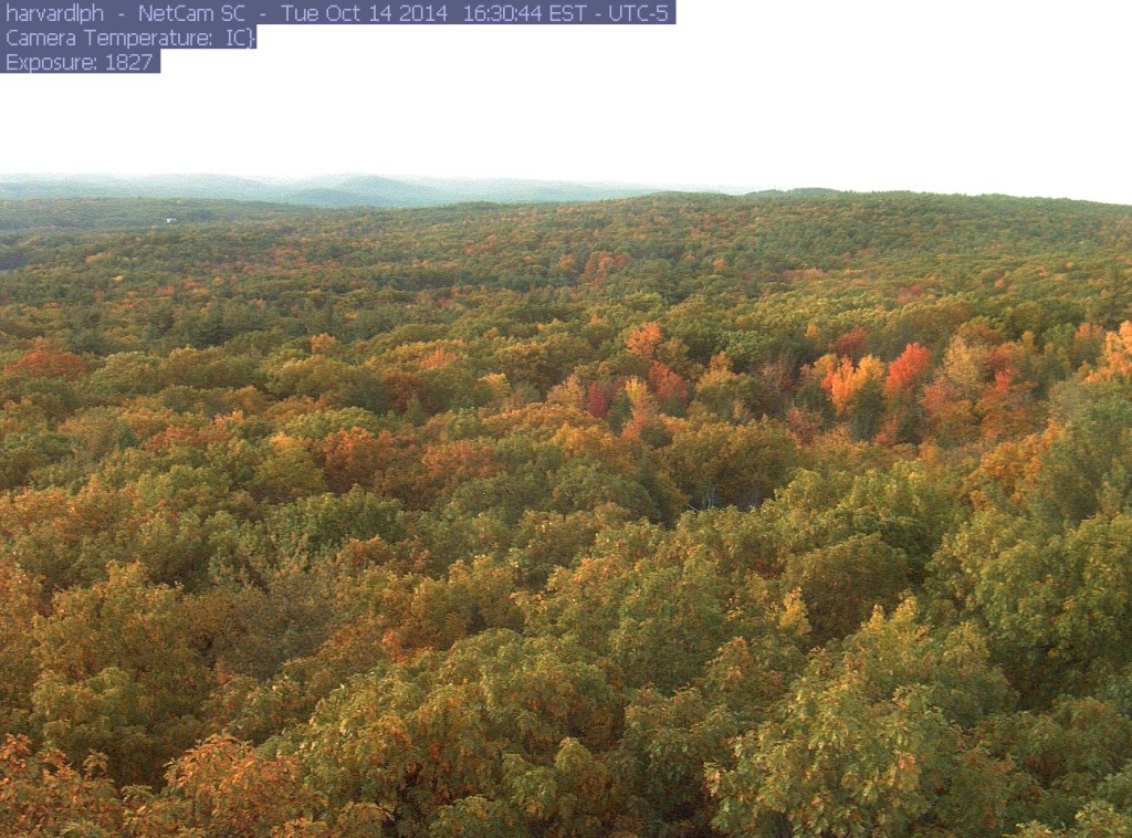 The view from the PhenoCam looking at Prospect Hill in the Harvard Forest. 