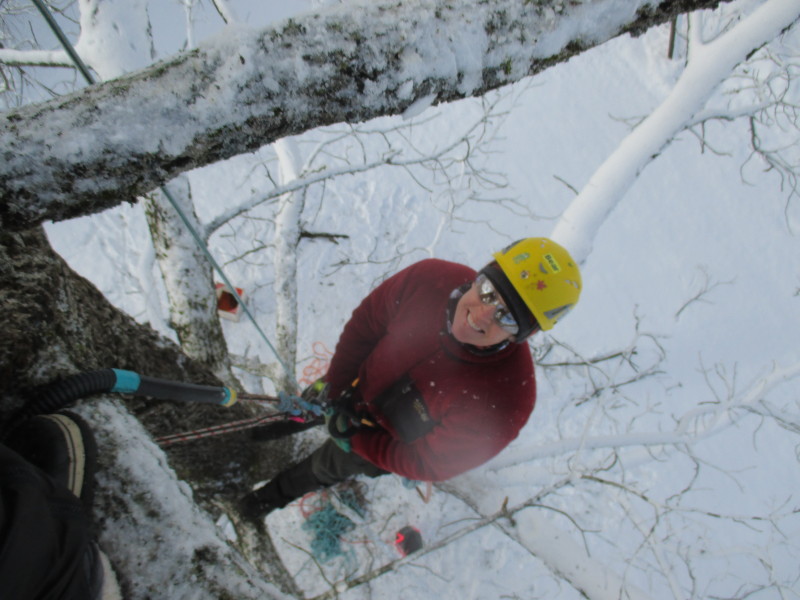 Bear is a champion tree climber. Next challenge: the big oak.