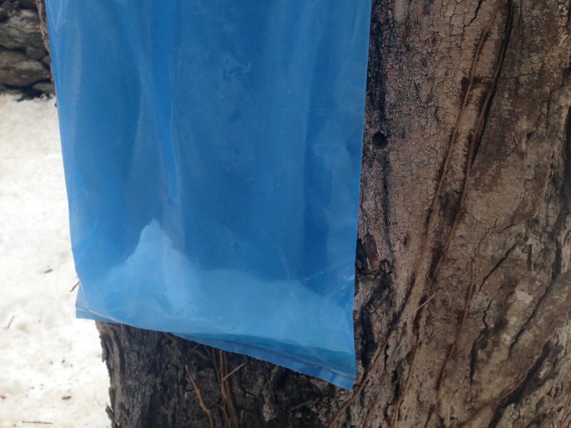 The sugar maple sap froze solid in the bags on the first day of spring. 