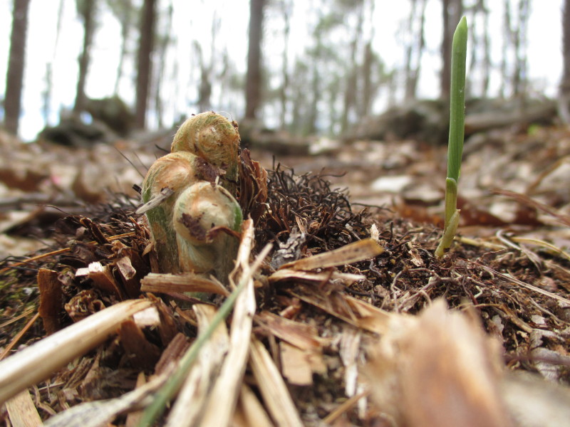 The first ferns emerge at the foot of the big oak I am observing at the Harvard Forest for my book Witness Tree. 