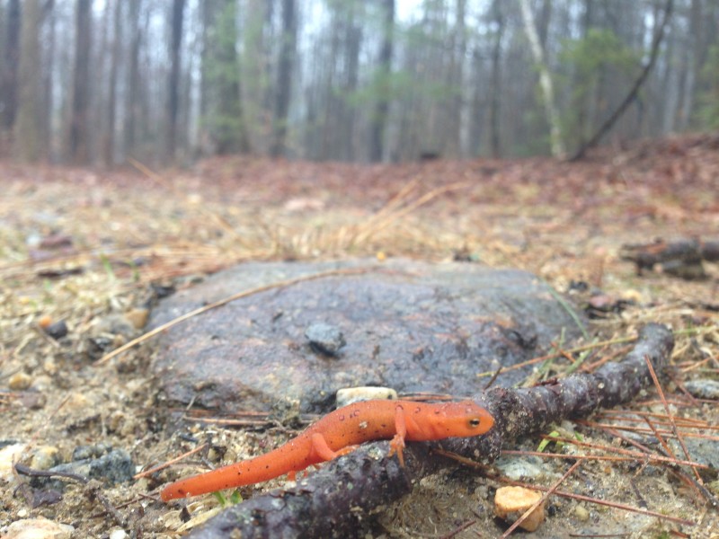 A red eft stoically makes its way across the forest floor, undaunted by obstacles.The warm spring rain brings them out in their first forays of the year.