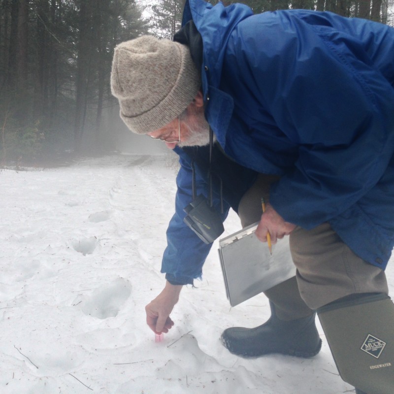 The first survey walk of the year always includes some snow. This year is no different, as John notes its depth with a pocket ruler. He records all aspects of the season, from bird calls to the state of the trees' seasonal development, the animals we see, the condition of the understory and canopy, using binoculars not to miss a detail.